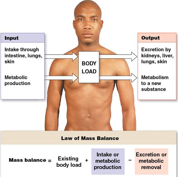 <p>(<strong>mass balance</strong>) = (existing body load)</p><p><mark data-color="green">+</mark> (intake &amp; metabolic production)</p><p><mark data-color="red">-</mark> (excretion &amp; metabolic removal)</p>