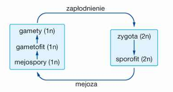 <p>cechują się przemianą faz jądrowych połączona z przemianą pokoleń. Zjawisko to polega na regularnym następowaniu po sobie pokolenia rozmnażającego się za pomocą gamet -<strong> gametofitu</strong> (1n) - oraz pokolenia rozmnażającego się za pomocą zarodników -<strong> sporofitu</strong> (2n). Zarodniki są mejosporami - powstają w wyniku podziałów mejotycznych komórek macierzystych zarodników. Mejospory kiełkują w gametofity, a więc nie odtwarzają składu genetycznego organizmu rodzicielskiego - sporofitu. Ich powstawanie jest ściśle związane z rozmnażaniem płciowym. Mejoza, która prowadzi do powstania zarodników, jest mejozą pośrednią.</p>
