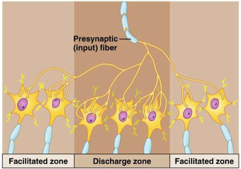 <ol><li><p><strong>discharge</strong> zone: center neurons that’re <strong>more likely to reach threshold </strong>b/c they have <strong>multiple synaptic connections</strong> w/ the presynaptic neuron </p></li><li><p><strong>facilitated </strong>zone: peripheral neurons that may be depolarized but not to threshold, more excitable to future stimuli </p></li></ol><p></p>