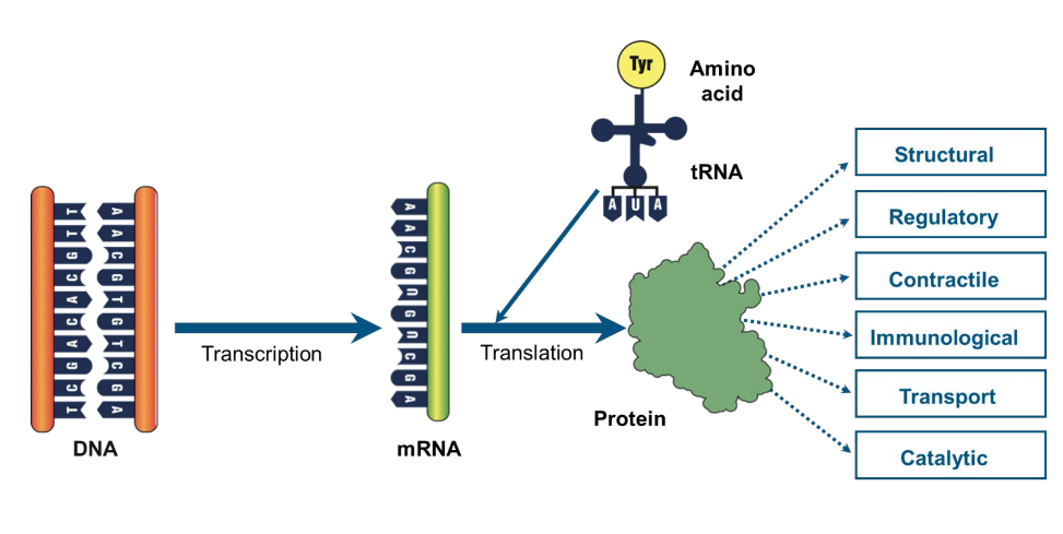 <p>In eukaryotic cells, protein synthesis occurs in three steps.</p><ol><li><p>Transcription of mRNA</p></li><li><p>mRNA processing</p></li><li><p>Translation</p></li></ol>