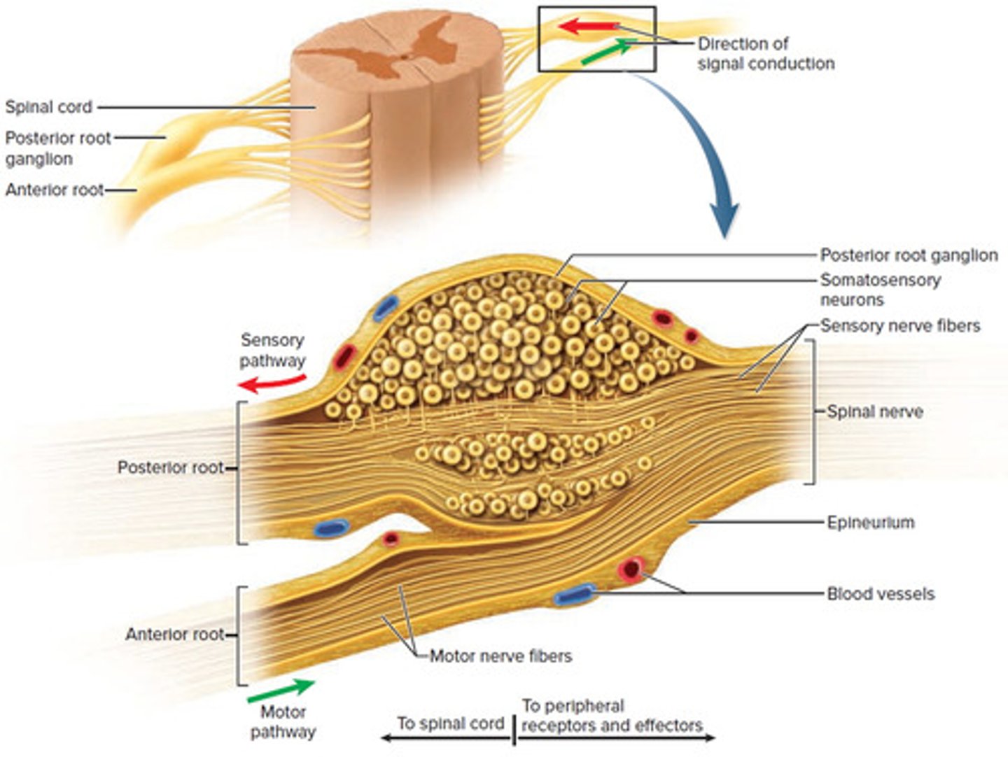 <p>Nerves contain the axons of neurons in a bundle.</p><p>Ganglia contain the soma (cell bodies) of neurons.</p>