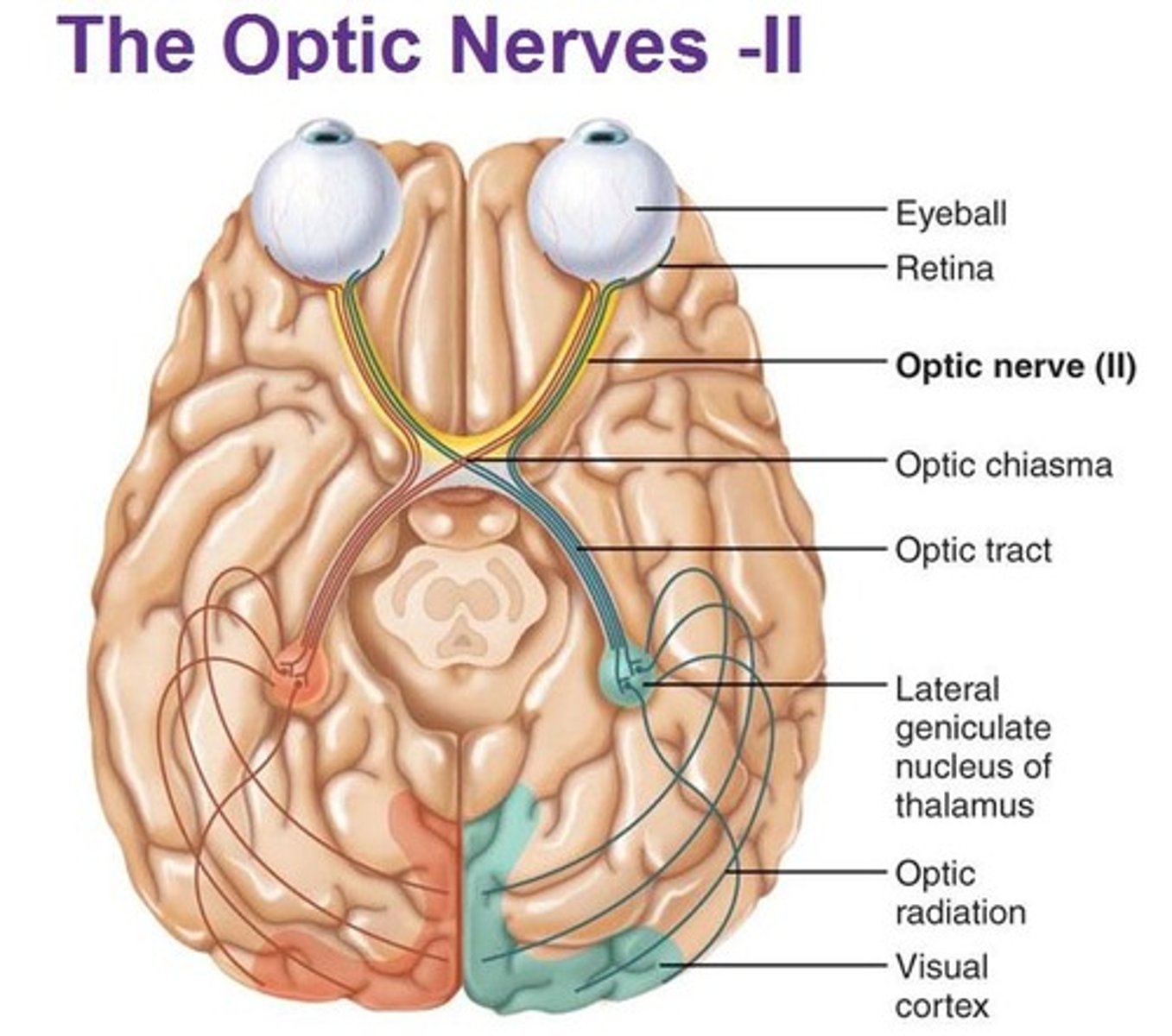 <p>- Optic</p><p>- Sensory Function: Vision</p><p>- Motor Function: NONE</p>