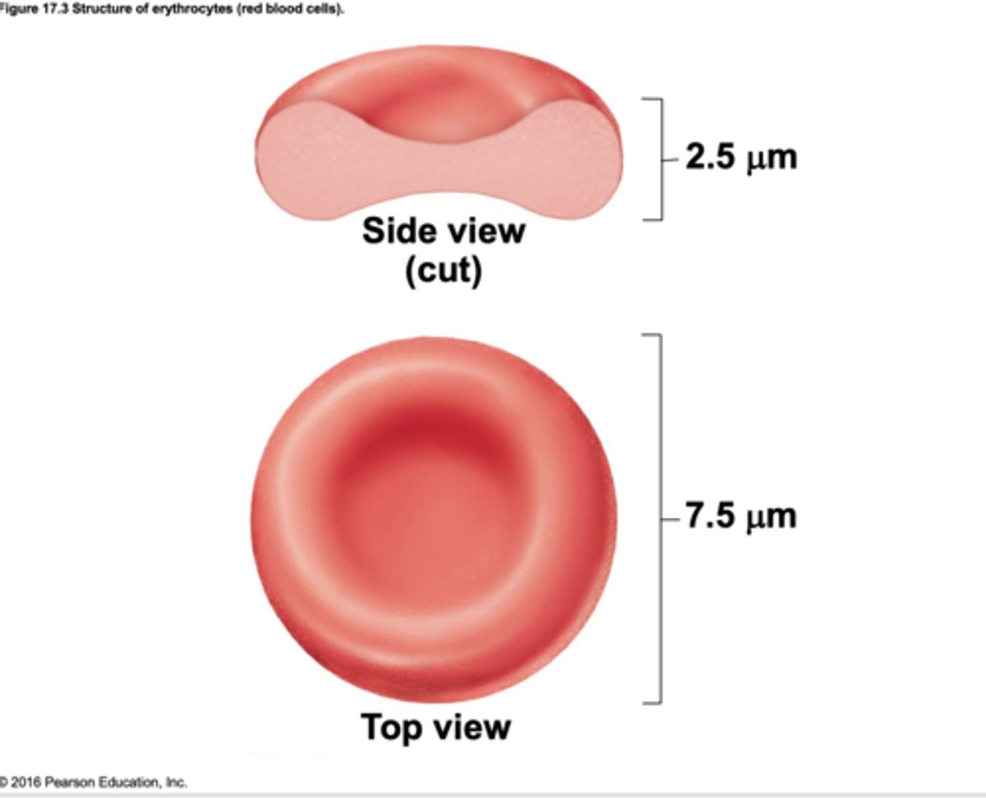 <p>- Small-diameter (7.5 μm) cells that contribute to gas transport</p><p>---> Cell has biconcave disc shape, is anucleate, and essentially has no organelles</p><p>- Filled with hemoglobin (Hb) for gas transport</p><p>- Contain plasma membrane protein spectrin (provides flexibility to change shape) and other proteins</p><p>- Hemoglobin binds reversibly with O2 and CO2</p>