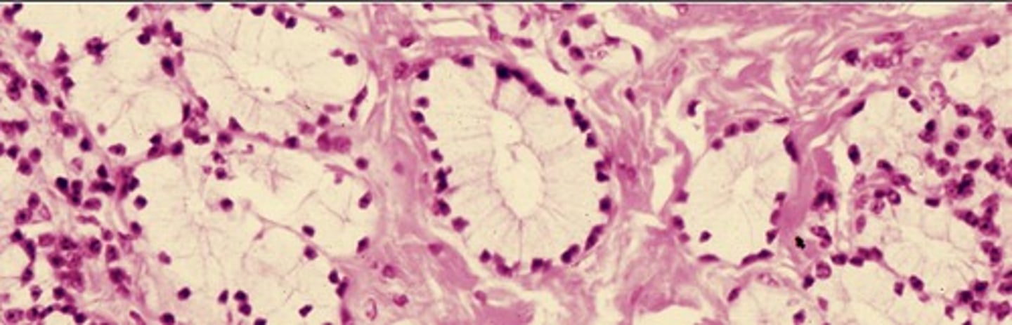<p>Name the tissue</p>