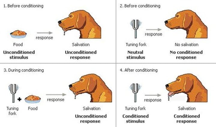 <p>a type of learning in which one learns to link two or more stimuli and anticipate events</p>