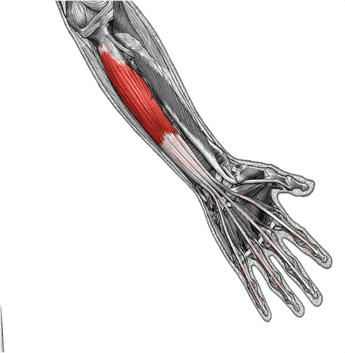 <p>-function: flex the wrist and digits</p>