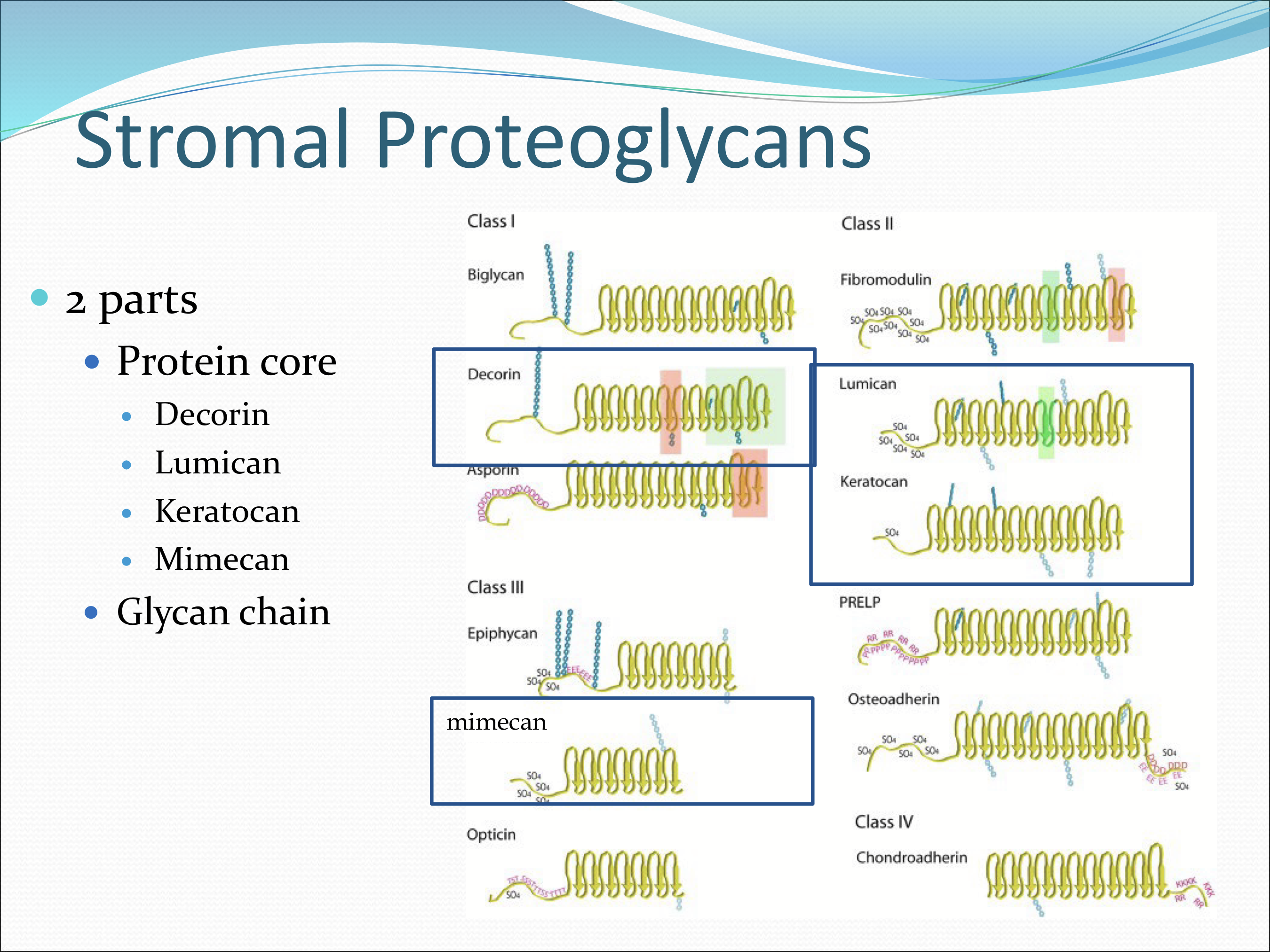 <p>2 parts:</p><ol><li><p>Protein core: decorin, lumican, keratocan, mimecan</p></li><li><p>Glycan chain</p></li></ol><p></p>