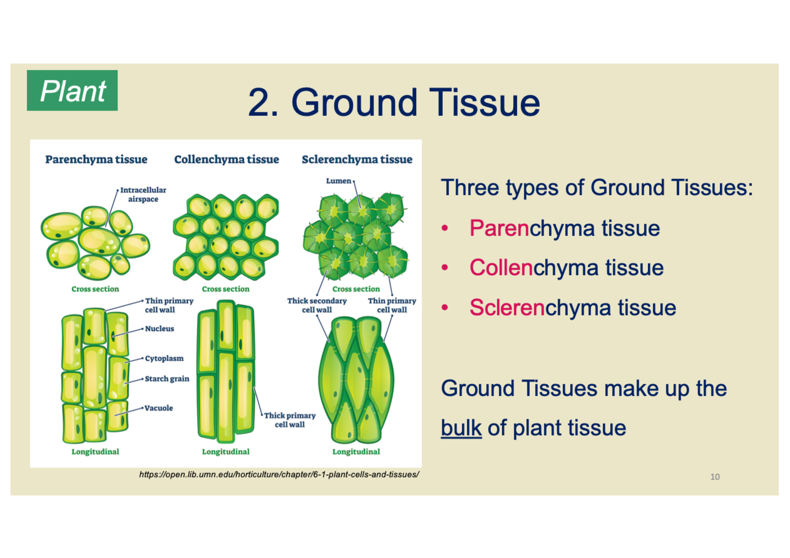 <ul><li><p><strong>Parenchyma tissue</strong></p></li><li><p><strong>Collenchyma tissue</strong></p></li><li><p><strong>Sclerenchyma tissue</strong></p></li></ul><p></p><p></p>