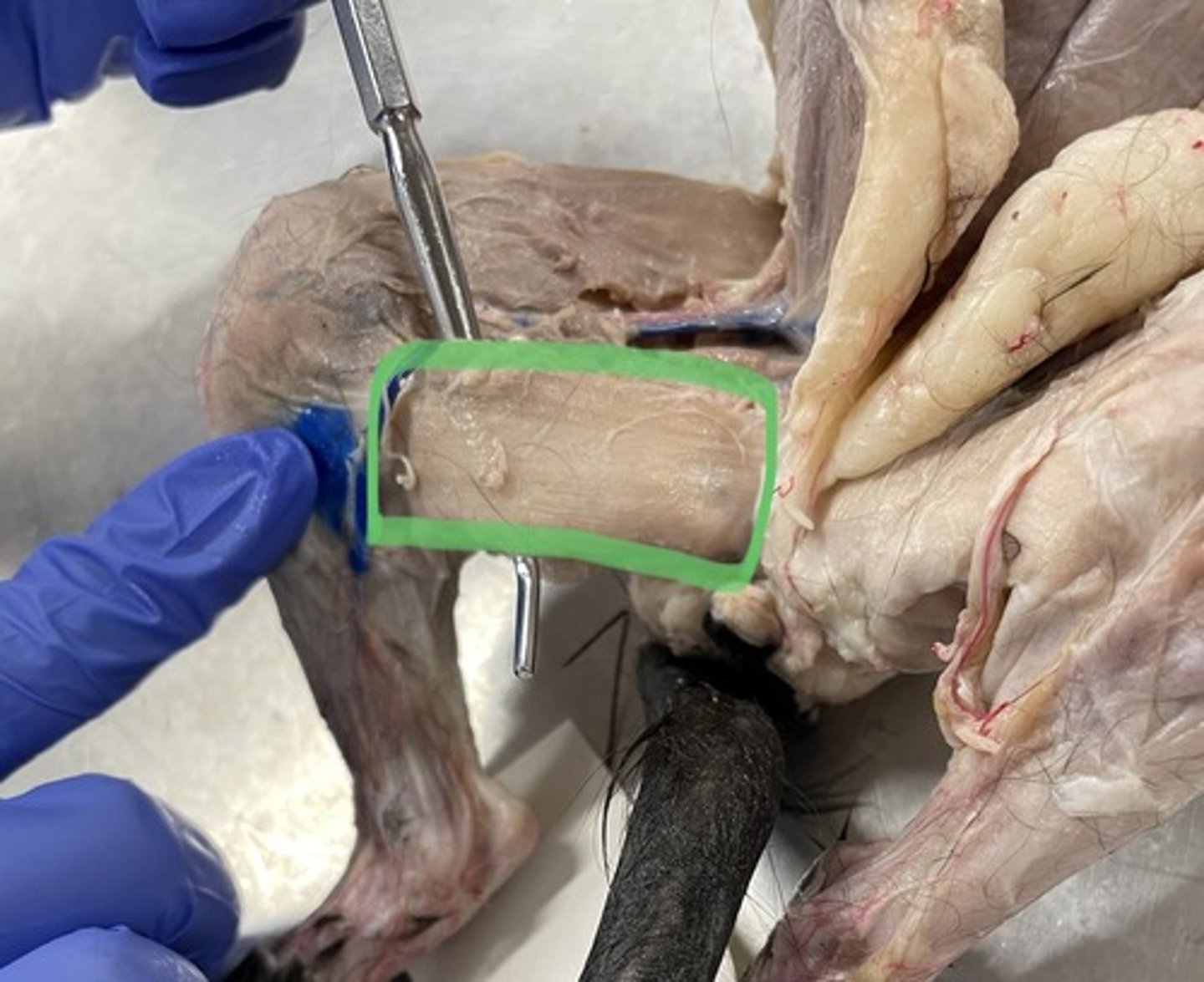 <p>O: pubis</p><p>I: tibia</p><p>A: adduct hip</p>