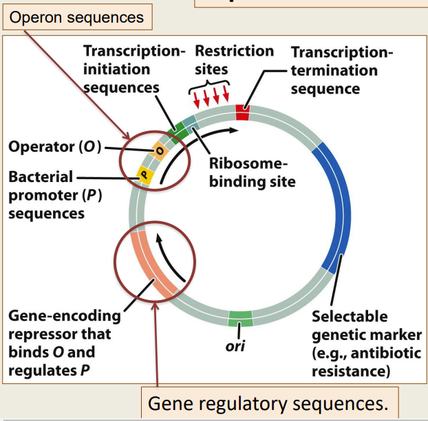 - All the components of a standard vector plus sequences required for transcription and translation 
- Vectors can be used in eukaryotic cells...with the appropriate eukaryotic regulatory sequences 
