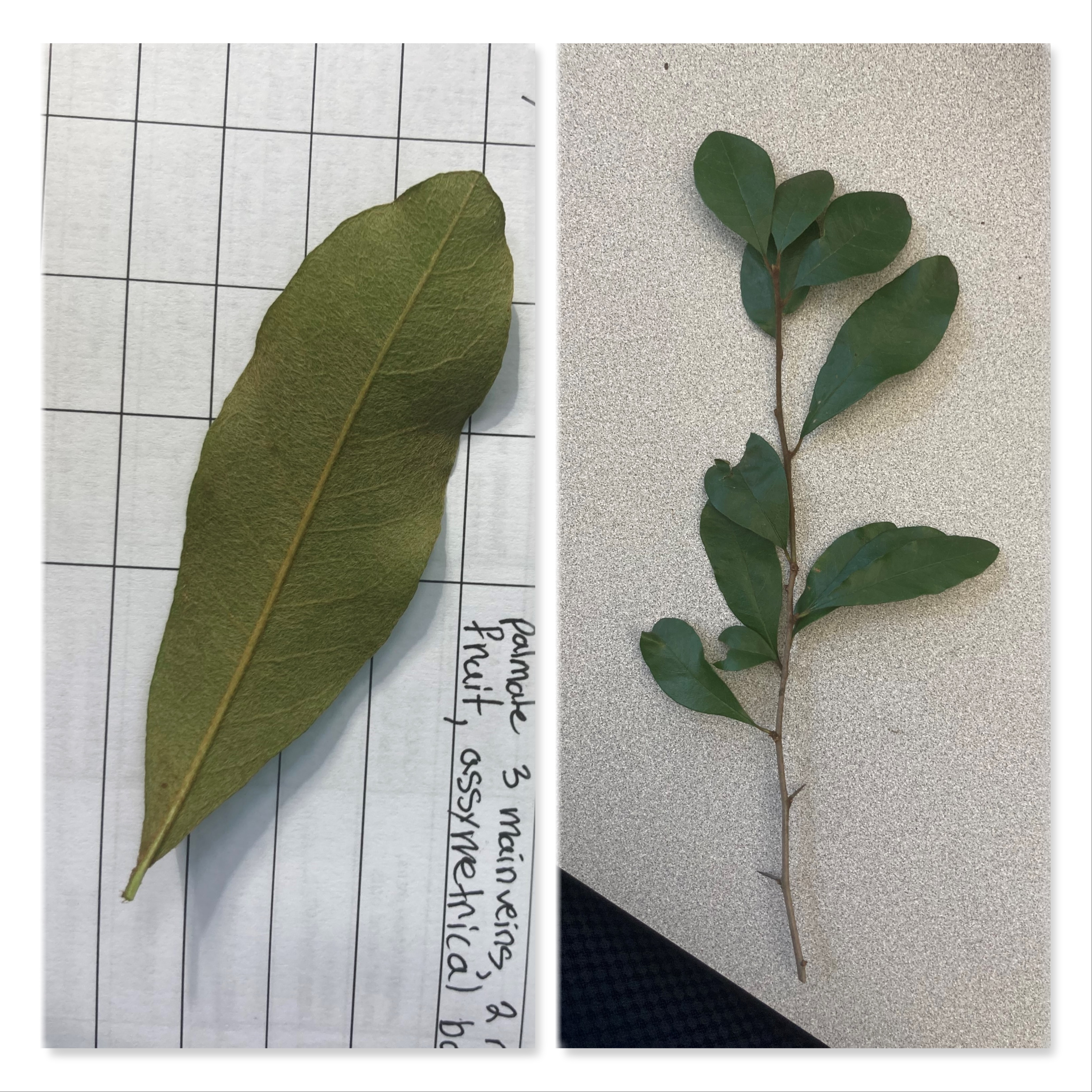 <p>What is this plant?</p>
