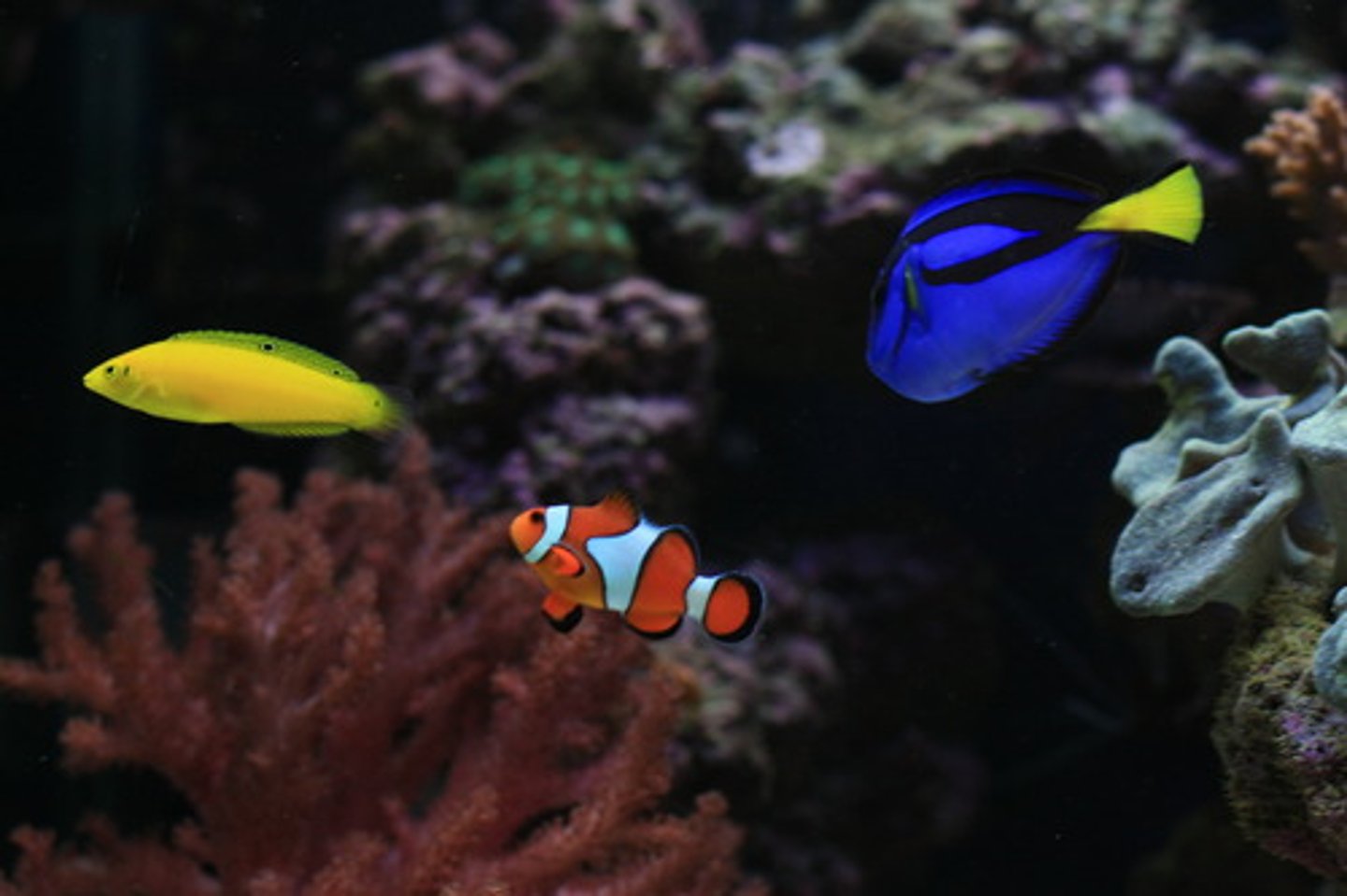 <p>fish</p>