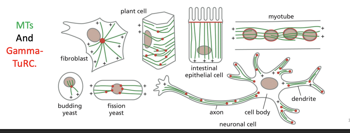 <p>Centrosomes are not the only site of microtubule nucleation, as plant cells and fungi lack centrosomes. </p><p></p><p>MTs And GammaTuRC</p>