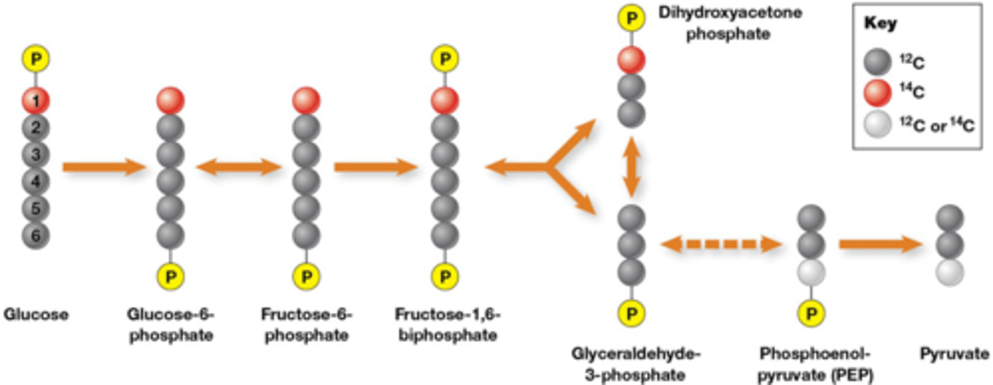 <p>een radioactieve 14C wordt toegediend als substraat</p><p>->Koolstof 1 vervangen door radioactief 14C isotoop</p><p>-ze gaan door chromatografie celextracten scheiden</p><p>-ze gaan detecteren waar de radioactieve isotoop zit</p><p>-ze gaan nagaan welke moleculen daarin zitten via massaspectometrie</p><p>gevolg: de helft van de pyruvaat heeft een radioactieve isotoop omdat</p><p>Door het merken kan men dus nagaan hoe die koolstof 1 zich gedraagt in de glycolyse</p>
