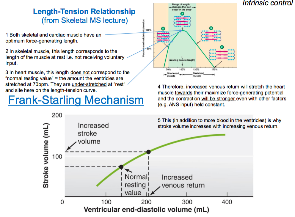 <p>frank strarling force (intrinsic control)</p>