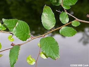 <p>planertree, Planera aquatica (Ulmaceae)</p>
