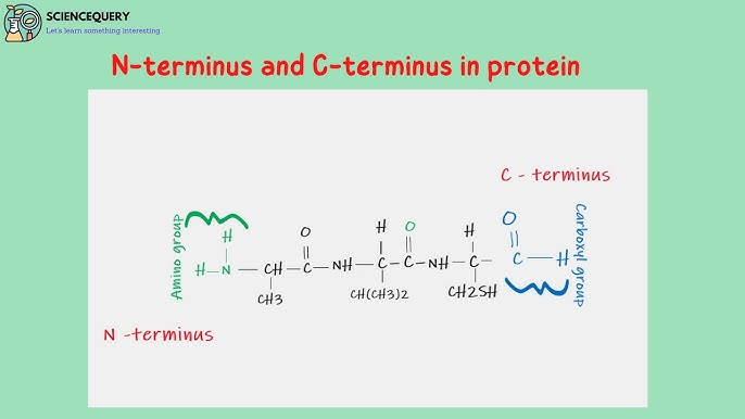 <ol><li><p>amino end (N-terminus)</p></li><li><p>carboxyl end (C-terminus)</p></li></ol><p></p>