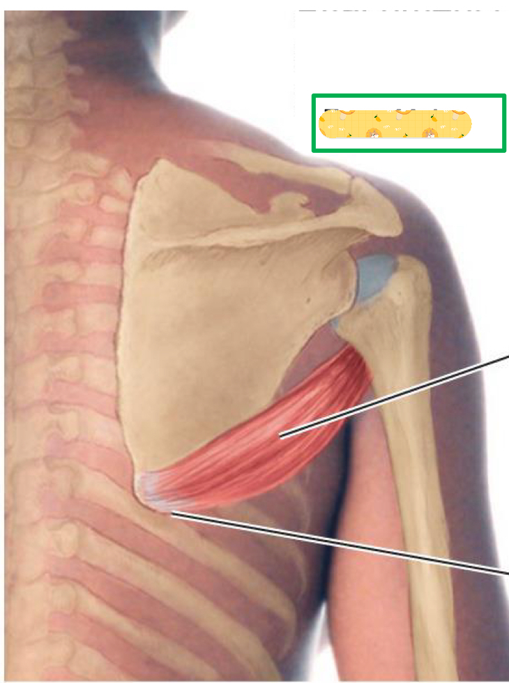 <p>Origin: inferior angle of scapula</p><p>Insertion: intertubercular groove</p><p>Action: Arm adduction, medial rotation, and stabilizes GH joint during abduction</p><p>Innervation: Lower subscapular nerve</p>