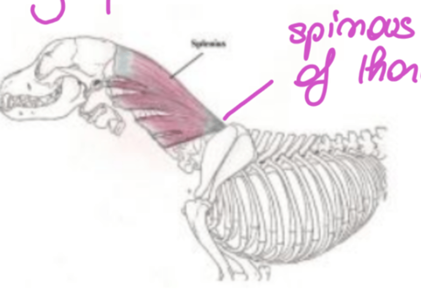 <p><span class="bgP">innervate :</span> dorsal thoracic, and cervical spinal nerves</p><p><span class="bgP">function</span> :extension and lateral mov of the head and neck</p><p><span class="bgP">where</span> : from nuchal ligament to spinous process of thoracic vertebrae</p>