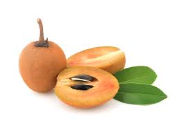 <p>Sapodilla</p>
