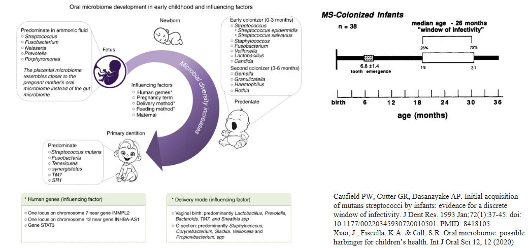 <ul><li><p>acquisition form our mother and primary caregivers</p><ul><li><p>window of infectivity</p></li><li><p>~3/4 of our microbiome maternally-derived</p></li><li><p>Evidence of transmission along family and social networks&nbsp;</p></li></ul></li><li><p>infant microbiome shaped by external factors beginning in utero</p><ul><li><p>mode of delivery</p></li><li><p>maternal and pediatric diet composition and diversity</p><ul><li><p>breast milk vs cow’s milk formula</p></li></ul></li><li><p>antibiotic exposure</p></li><li><p>societal pressures can impact microbiome health</p><ul><li><p>children born in industrialized nations present fewer species diversity in their gut flora</p></li></ul></li></ul></li><li><p>The infant microbiome matures until ~2-3 years of age</p><ul><li><p>gut microbiota takes on adult properties&nbsp;</p></li></ul></li></ul><p></p><p>*look at the images and diagrams in pictures and read their descriptions</p>