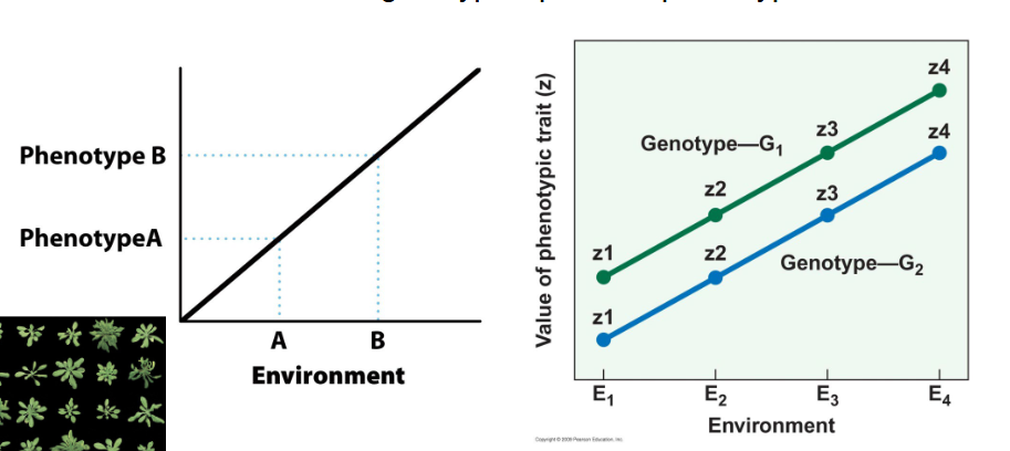 <p>set of one genotype’s possible phenotypes</p><p>example - alaska vs michigan swallowtail caterpillars</p><p><span style="font-size: calc(var(--scale-factor)*27.96px);"><span>AK - always cold, less change, loses plasticity. </span></span><span style="font-size: calc(var(--scale-factor)*24.00px);"><span>less steep rxn norm</span></span><span><br></span><span style="font-size: calc(var(--scale-factor)*27.96px);"><span>MI - more temp variation, more change, keeps plasticity. steeper rxn norm</span></span></p>