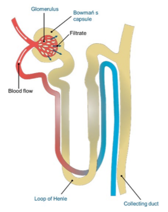 The passage of water and solutes into the nephron and the formation of the glomerular filtrate depends on the pressure of the blood entering the afferent arteriole. 

* This process is so precisely regulated that, in spite of fluctuations in arteriolar pressure, glomerular filtration rate per day stays constant.