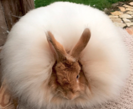 <p>Breed:<br>Showroom Classification:<br>Class:</p>