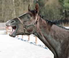 <p><strong>neigh</strong> </p>
