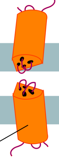 <p>Membrane proteins that, with 5 other of the same proteins, combine in order to form connexons that are used to make gap junctions between vertebrate animal cells.</p>