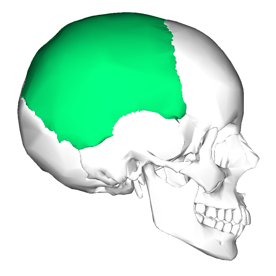 <p>Identify the bone</p>