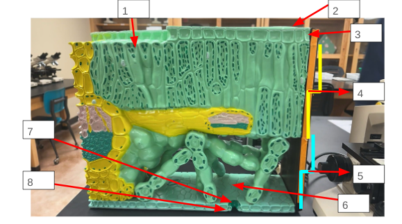 <p>Label 4 (entire yellow bracket)</p>