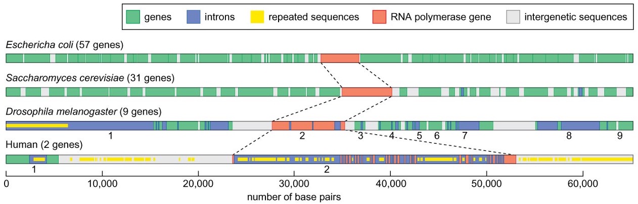 The more complex the organism is, the longer DNA pol and fewer genes in the same length of genome