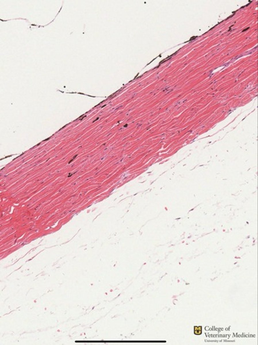 <p>What tissue type is shown?</p><p>What structure does it compose ?</p>