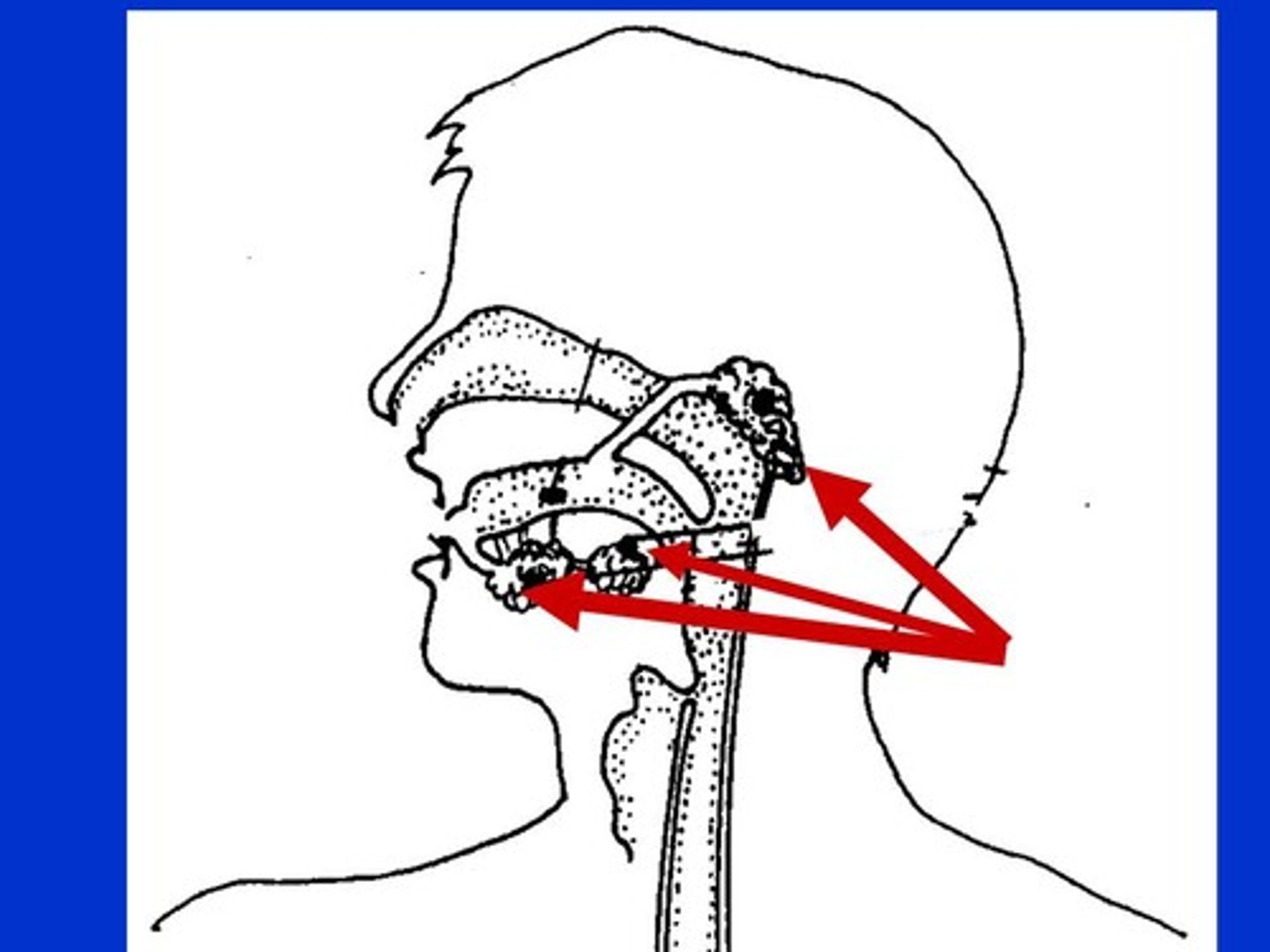 <p>What part of the accessory glands is this?</p>