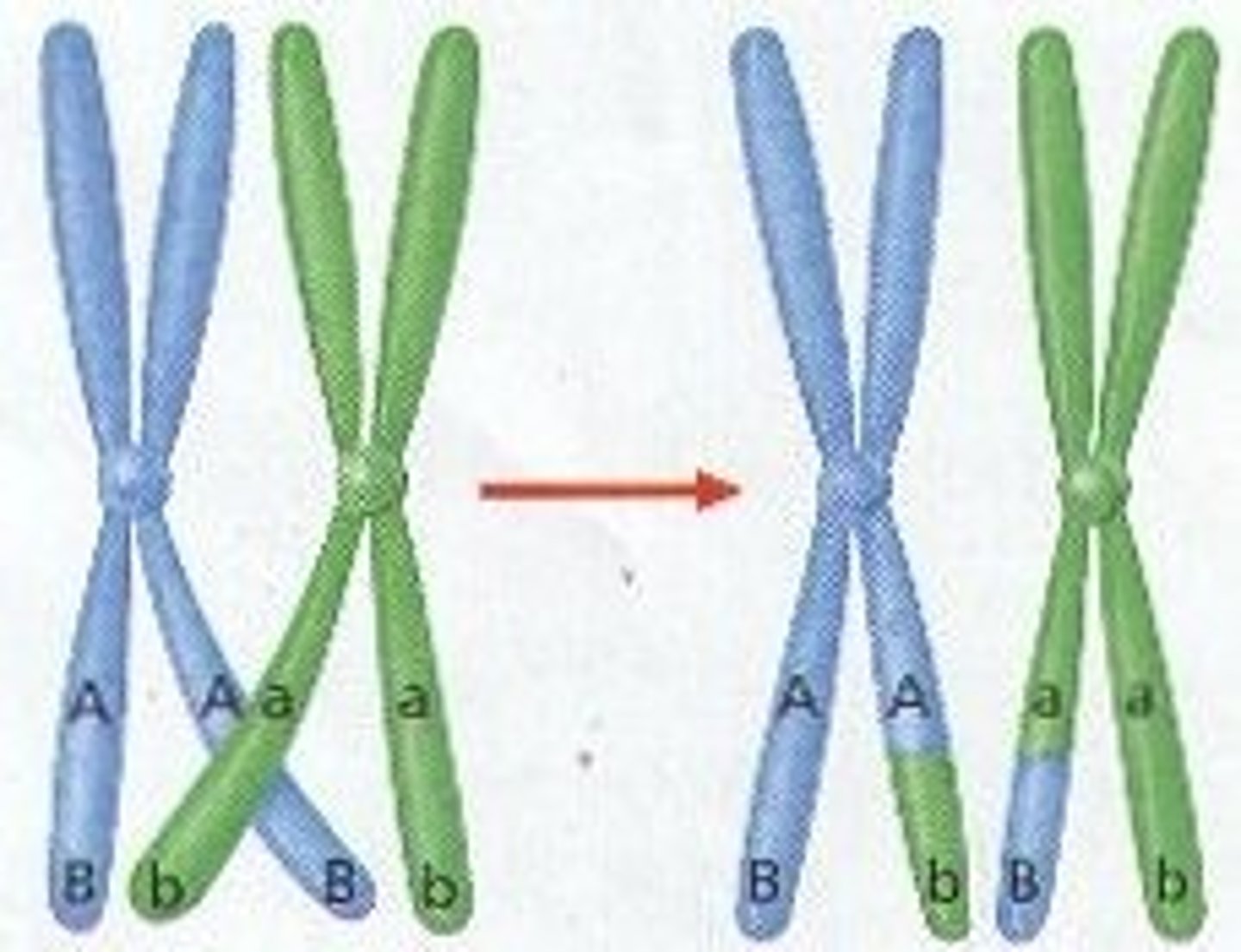 <p>process in which homologous chromosomes exchange portions of their chromatids during meiosis</p>