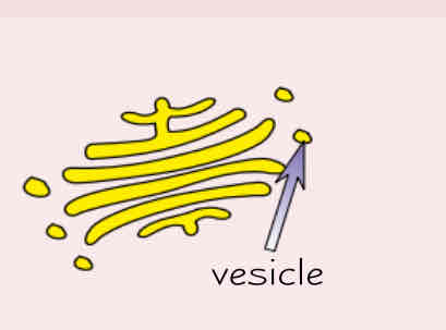<p>Describe the Golgi apparatus </p>