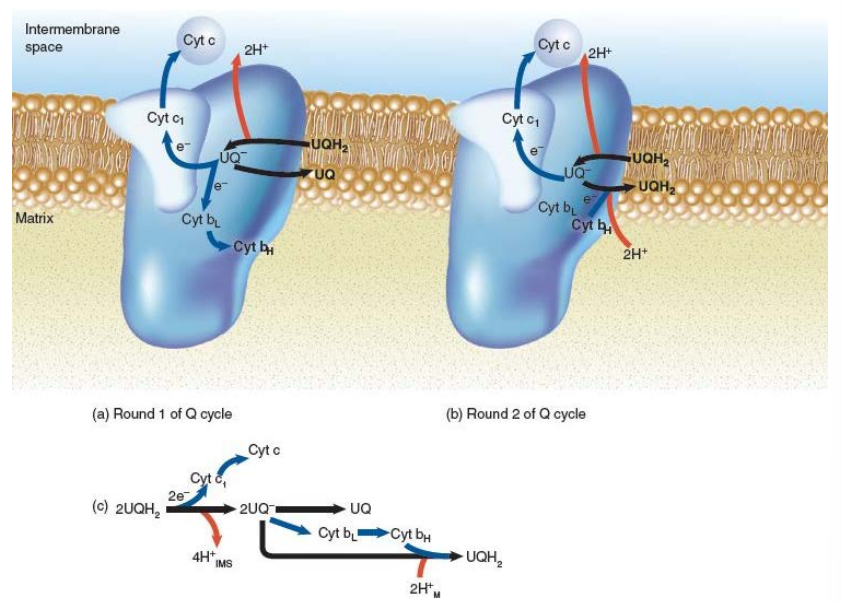 <ol><li><p><strong>Cytochrome bc1 complex</strong></p></li><li><p><strong>It is a homodimer with each monomer containing 11 subunits and among them are</strong></p><ol><li><p><em>cytochromes :</em></p><ol><li><p><em>cyt bL</em></p></li><li><p><em>cyt bH,</em></p></li><li><p><em>cyt C1</em></p></li></ol></li><li><p><em>one Fe-S cluster which mediates UQH2 and Cyt C1</em></p></li></ol></li><li><p><strong>Cytochromes are a series of electron transport proteins that contain a heme prosthetic group</strong></p></li><li><p><strong>the heme group’s Iron is reversibly oxidized to carry 1 electron at a time from one to another</strong></p><ol><li><p><em>Fe2+ is reduced</em></p></li><li><p><em>Fe3+ is Oxidized</em></p></li></ol></li><li><p><strong>There are two functions :</strong></p><ol><li><p><em>Main : to transfer electrons from reduced coenzyme Q (UQH2) to protein called Cytochrome C (Cyt C) not the same as Cyt C1</em></p></li><li><p><em>To pump 4 H+ each time to inter membrane space</em></p></li></ol></li><li><p><strong>The general formula is :</strong></p><ol><li><p><em>UQH2 + 2 Cyt Cox(Fe3+) + 2 H+ Matrix → UBQ + 2 Cyt Cred(Fe2+) + 4 H+ IMS</em></p></li></ol></li><li><p><strong>The Q cycle</strong></p></li><li><p><strong>Focus on the down side of the picture</strong></p></li><li><p><strong>Cyt C is released to the intermembrane space carrying one electron at a time to Complex 4</strong></p></li></ol>