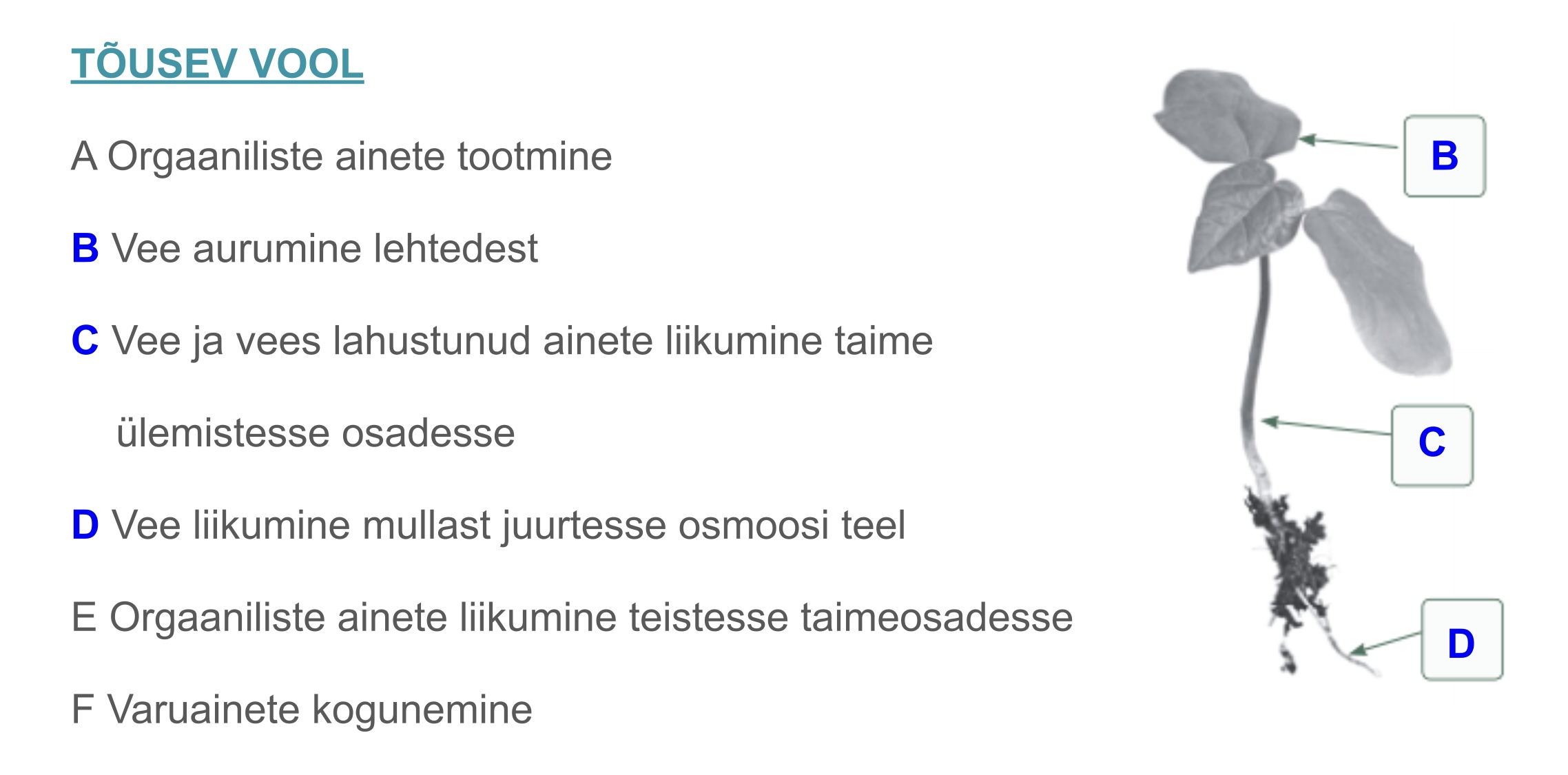 <p>Vee ja selles lahustunud mineraalainete liikumine juurtest taime maapealsetesse osadesse</p>