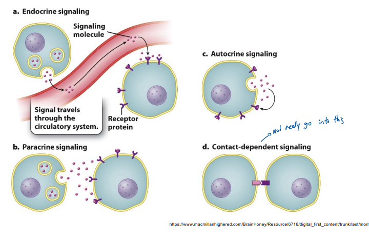 <ol><li><p>Endocrine signaling (Signal that travels throughout the circulatory system)</p></li><li><p>Paracrine signaling (cell release signals to another [close])</p></li><li><p>Autocrine Signaling (Cell release signaling that affects itself)</p></li><li><p>Contact-dependent signaling </p></li></ol><p></p>