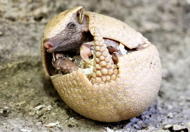 <p>Armadillos</p><p>body covered in armer plates and they have plantigrade feet</p>