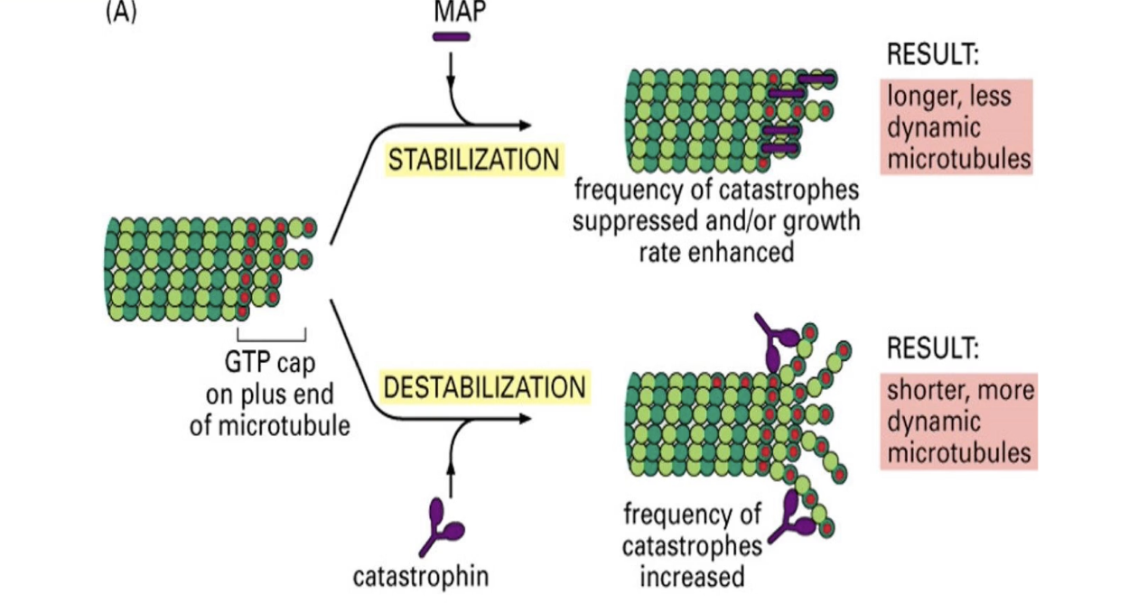 <ul><li><p><strong>MAPs</strong> = proteins that regulate microtubule <strong>assembly/disassembly</strong></p></li><li><p>Functions:</p><ul><li><p><strong>Bundle formation</strong> (cross-linking)</p></li><li><p><strong>Stability</strong> and <strong>rigidity control</strong></p></li><li><p><strong>Regulation of assembly rate</strong></p></li></ul></li><li><p>Two functional groups:</p><ul><li><p><strong>Stabilizers</strong>: Tau, EB1</p></li><li><p><strong>Destabilizers</strong>: Catastrophin</p></li></ul></li></ul><p></p>
