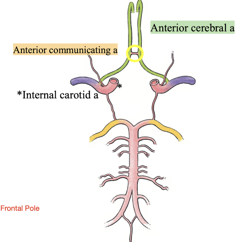 <p>connects two anterior cerebral arteries</p>