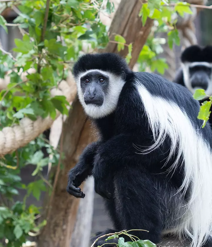 <p>Black and white colobus monkeys</p>