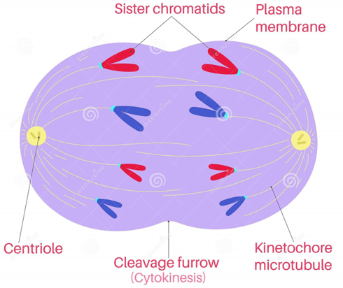<p>-Centromeres split in two.</p><p>-Centrioles pull the chromatids apart. </p><p>-Chromatids become chromosomes.</p>