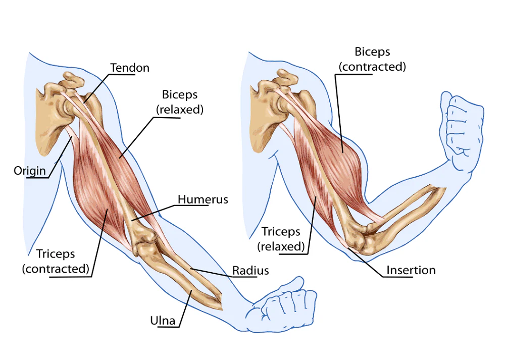 <p><strong>Antagonistic pairs</strong> are pairs of muscles that accomplish opposite movements. One of pair exerts a force while the other relaxes and vice versa. They have opposite movements so that there can be a force again. </p>