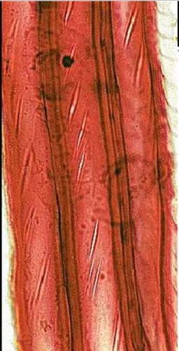 <p>xylary fibers w thicker walls and longer; slit like aperture (simple pit)</p>