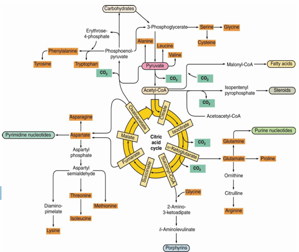 <p>intermediates for biosynthesis</p><ul><li><p>other pathways </p></li></ul><p></p>