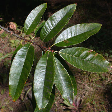 <p>Name this tree (scientific + common name)</p>