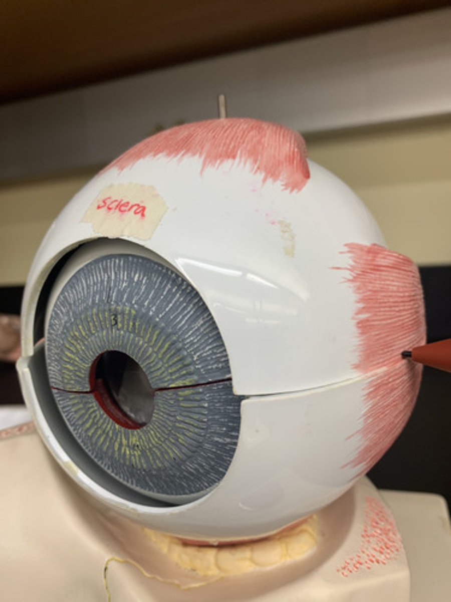 <p>Origin: Common tendinous ring</p><p>Insertion: lateral sclera of eye</p><p>Action: moves front of eye laterally</p><p></p>